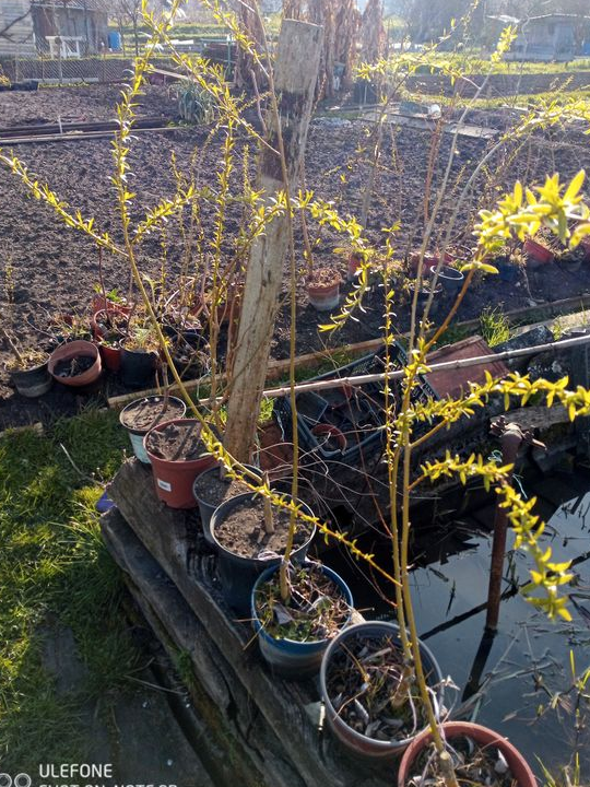 Plants de saules tortueux ou pleureurs