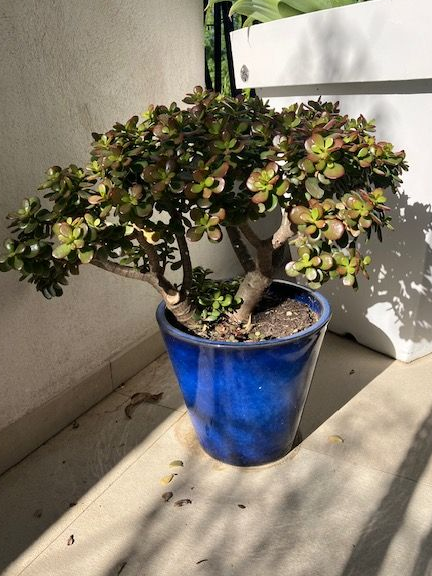 Crassula (arbre de jade) porte bonheur 70cm diamètre