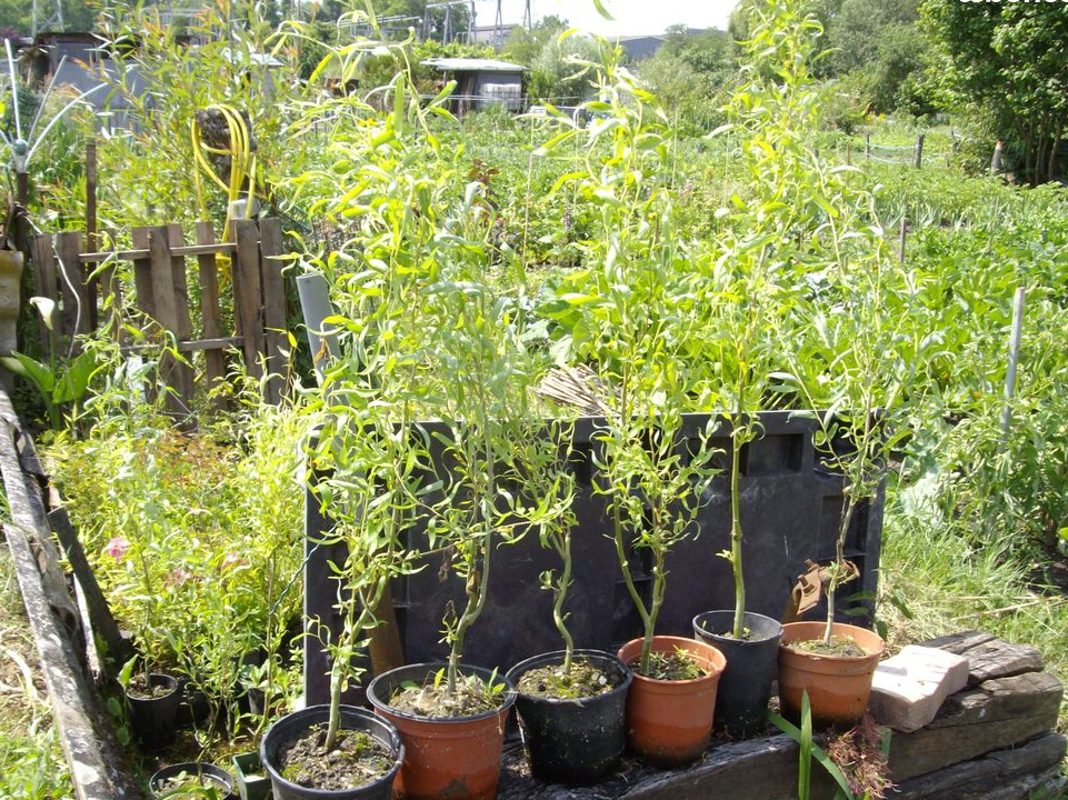 Plants de saules tortueux ou pleureurs