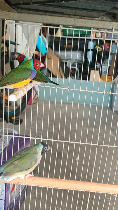 Diamants de gould