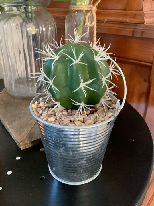 Cactus