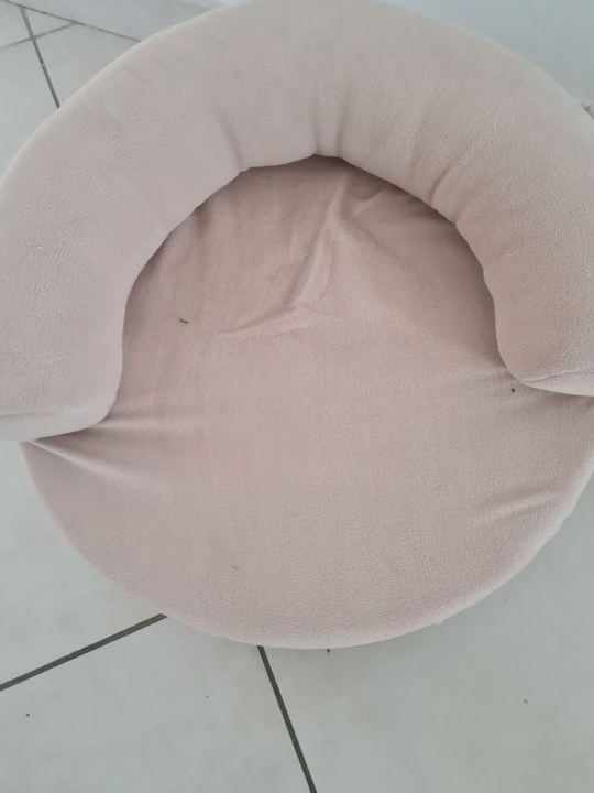 Canapé pour chien