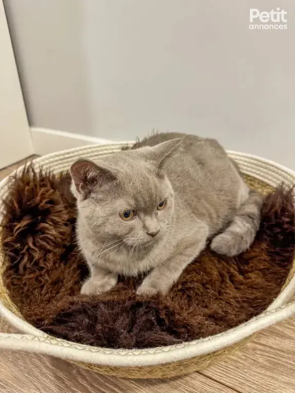 Paniers pour chats en peau de mouton naturelle