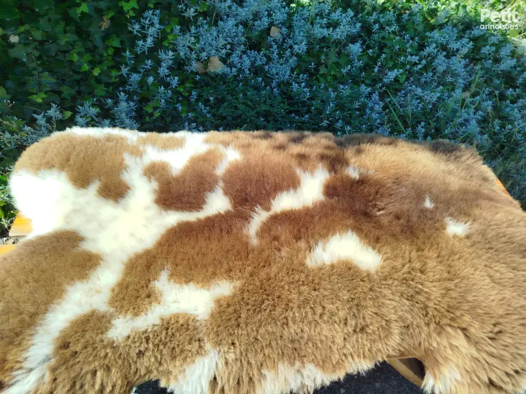 peaux de mouton néerlandaises