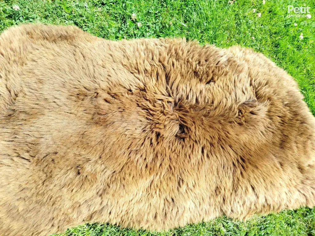 peaux de mouton néerlandaises