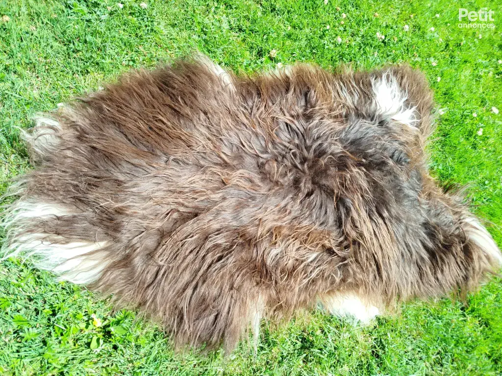 peaux de mouton Heidschnucke