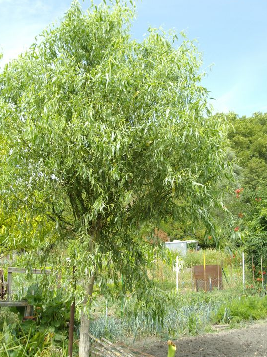 Plants de saules tortueux ou pleureurs